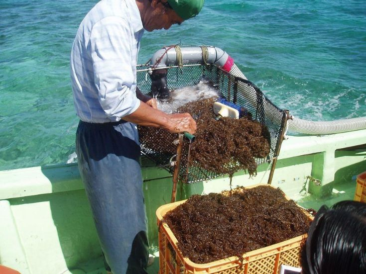 vien-uong-okinawa-fucoidan-nhật-ban-180-vien-3.jpg